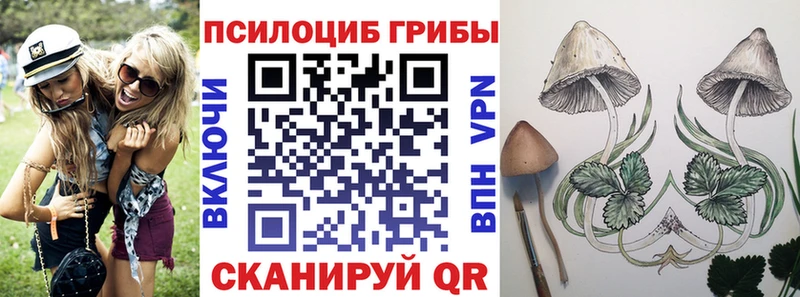 закладки  Ярославль  Псилоцибиновые грибы Psilocybe 